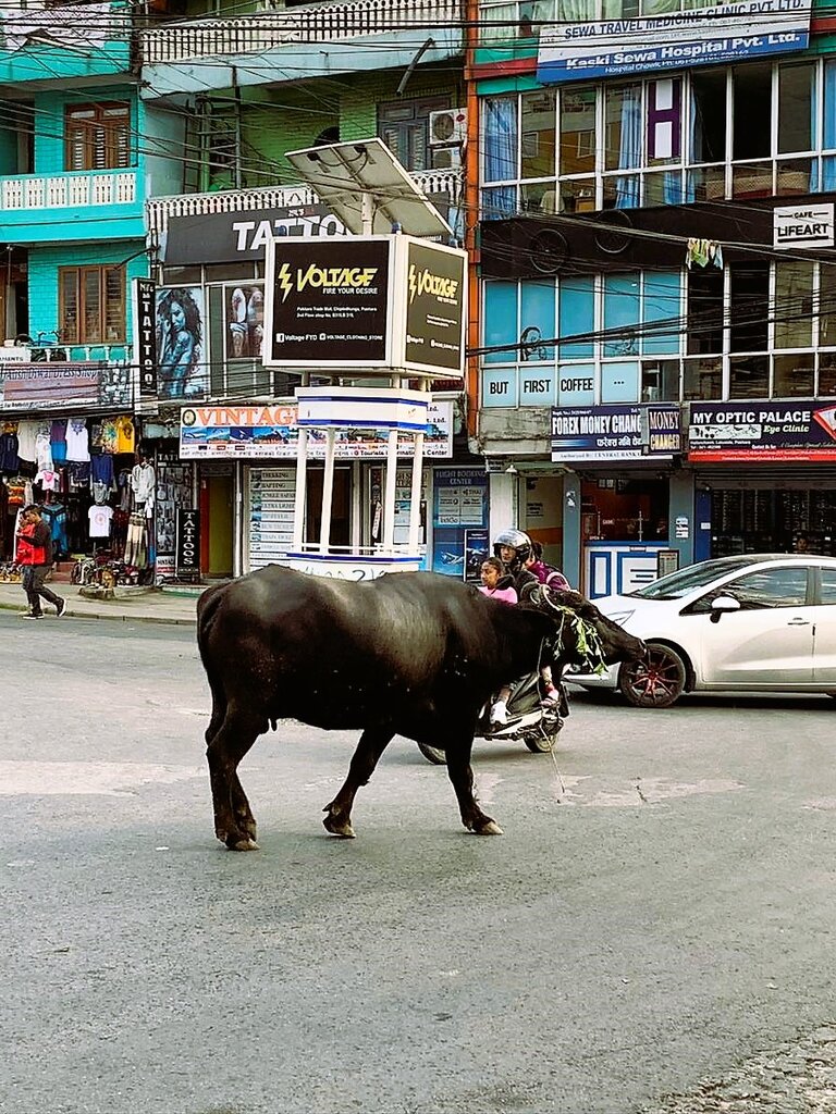 Eine Kuh schlendert zwischen Autos durch eine staubige Straße in der Stadt. Im Hintergrund sieht man Häuser mit unterschiedlichen Geschäften und Cafes. | © Constanze Schwarz