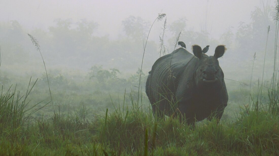 Ein Nashorn in nebliger, fast mystischer grüner Natur in Gamedrive at Tiger Tops | © Constanze Schwarz