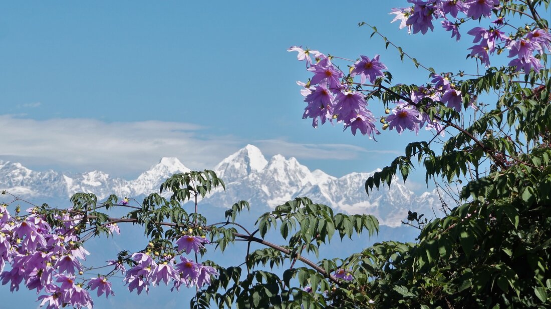 Panoramablick auf den Himalaya, im Vordergrund sieht man einen grünen Baum mit lilafarbenen Blüten | © Constanze Schwarz