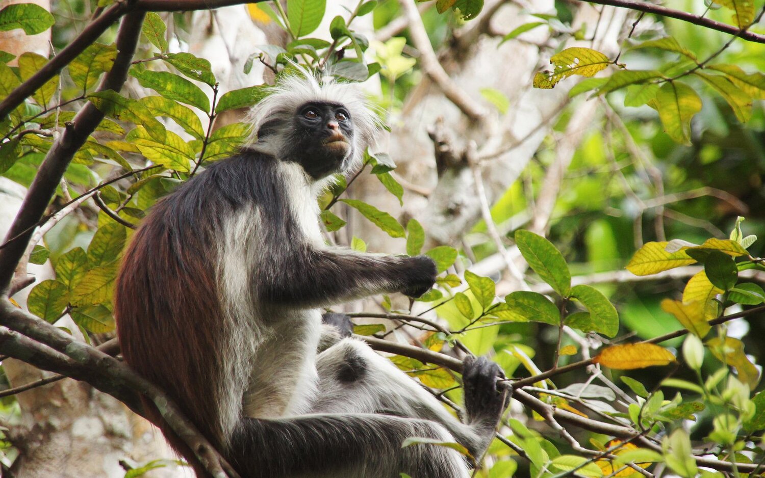Red Monkey Sansibar | © Manuela Holert