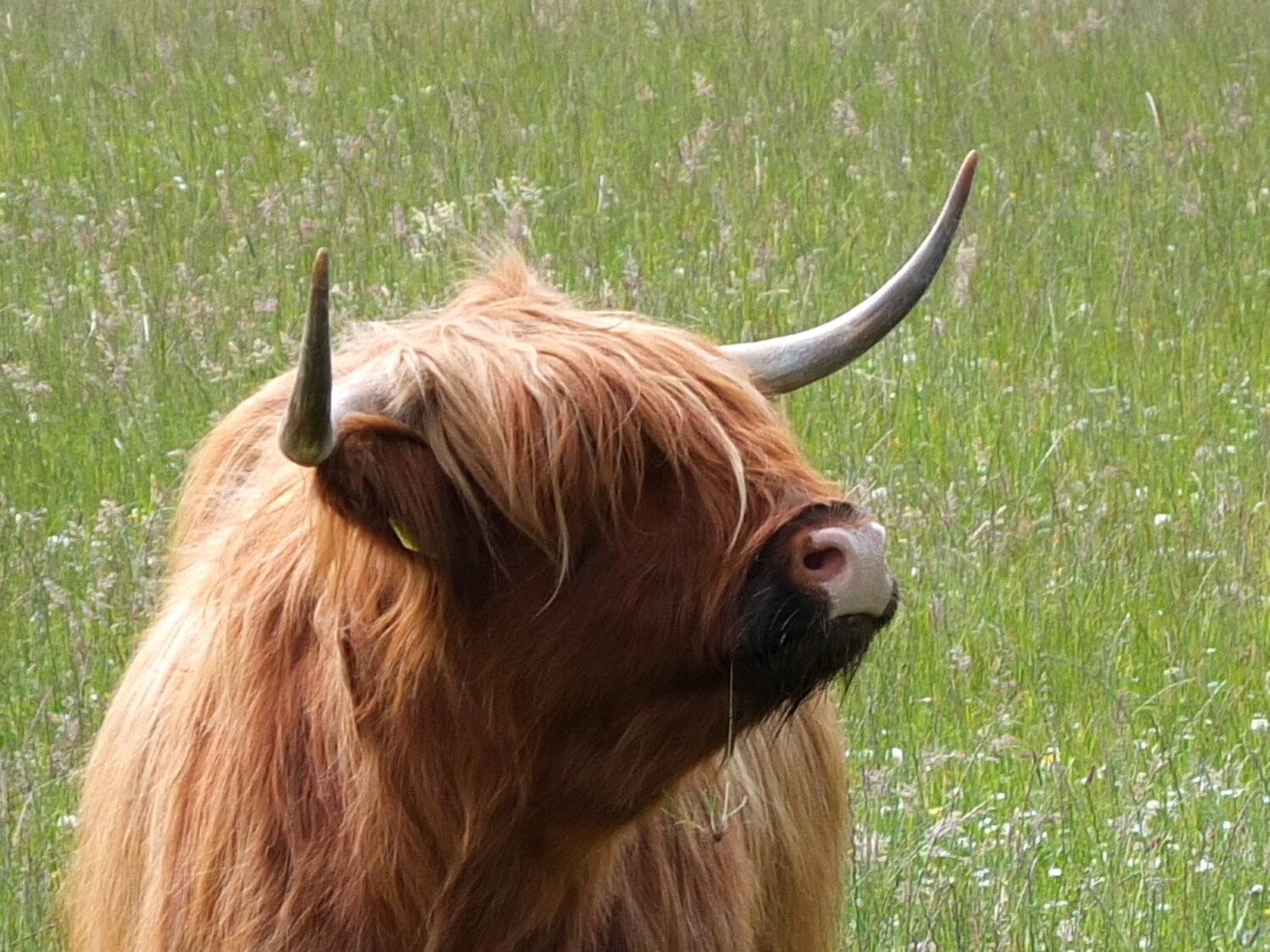 Schottisches Hochlandrind | © Manuela Holert