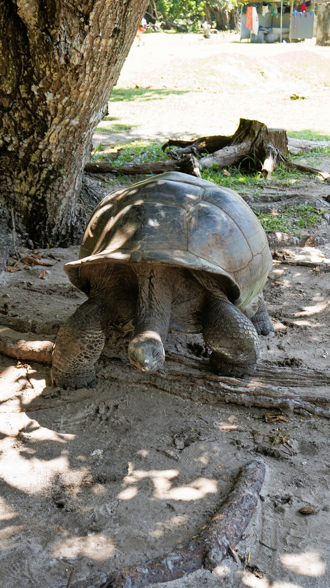 Turtle auf Curieuse | © Constanze Schwarz Turtle auf Curieuse | © Constanze Schwarz