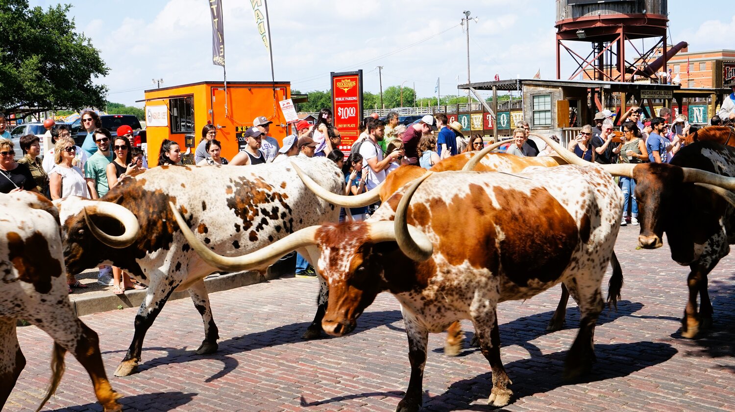 Longhorns | © Constanze Schwarz