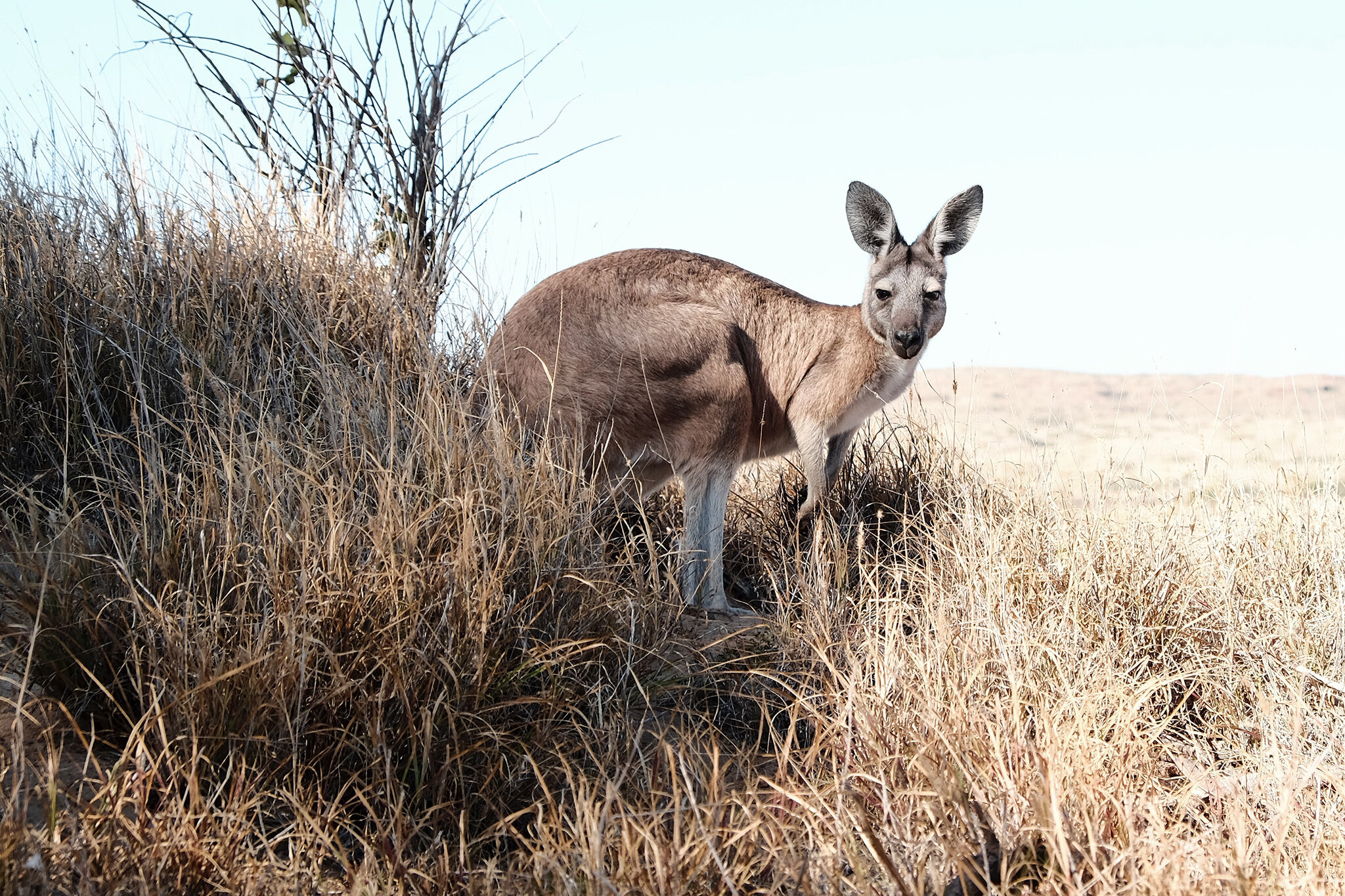Ein Känguru steht in der australischen Steppe und blickt in die Kamera. | © unsplash | William Christen
