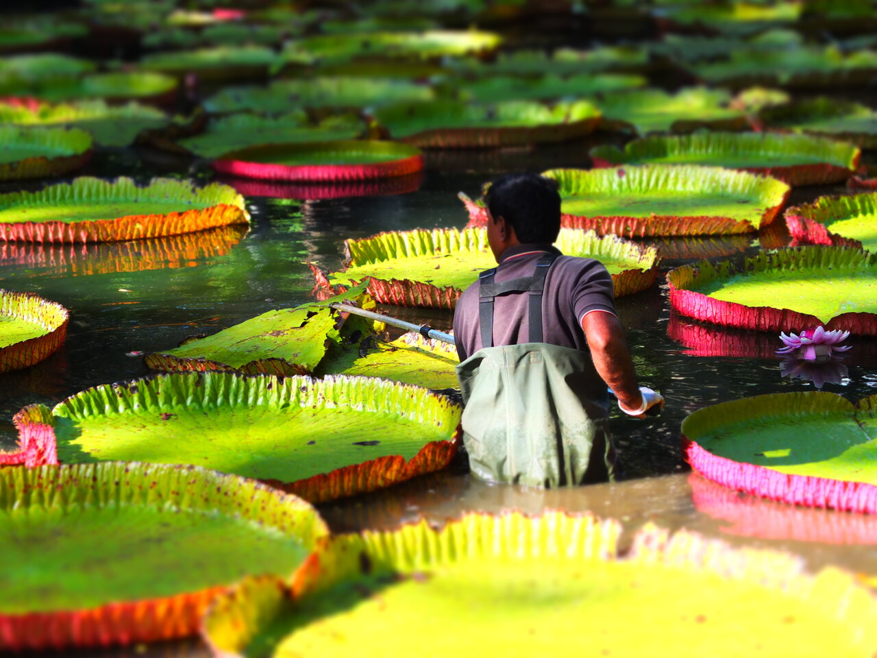 Eine Angestellte pflegt übergroße Seerosen im Botanischer Garten von Mauritius | © Manuela Holert